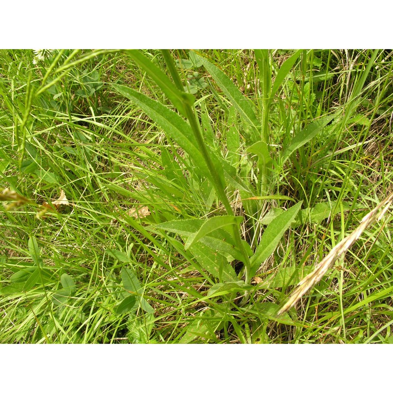 cirsium pannonicum (l. fil.) link
