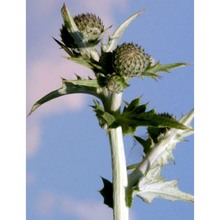 cirsium scabrum (poir.) bonnet et barratte