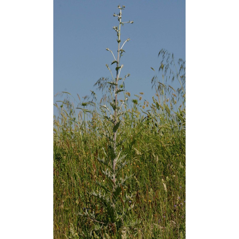 cirsium scabrum (poir.) bonnet et barratte