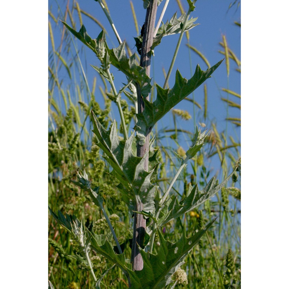 cirsium scabrum (poir.) bonnet et barratte