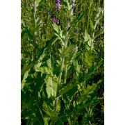 cirsium scabrum (poir.) bonnet et barratte