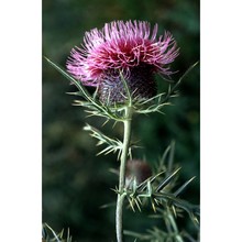 cirsium spathulatum (moretti) gaudin