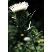 cirsium spathulatum (moretti) gaudin