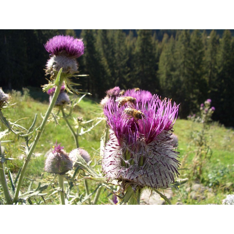 cirsium spathulatum (moretti) gaudin