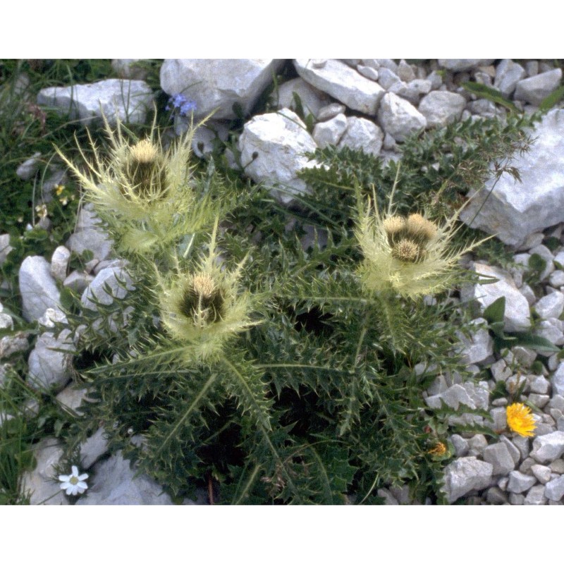 cirsium spinosissimum (l.) scop.