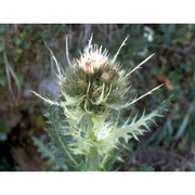 cirsium spinosissimum (l.) scop.