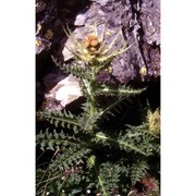 cirsium spinosissimum (l.) scop.