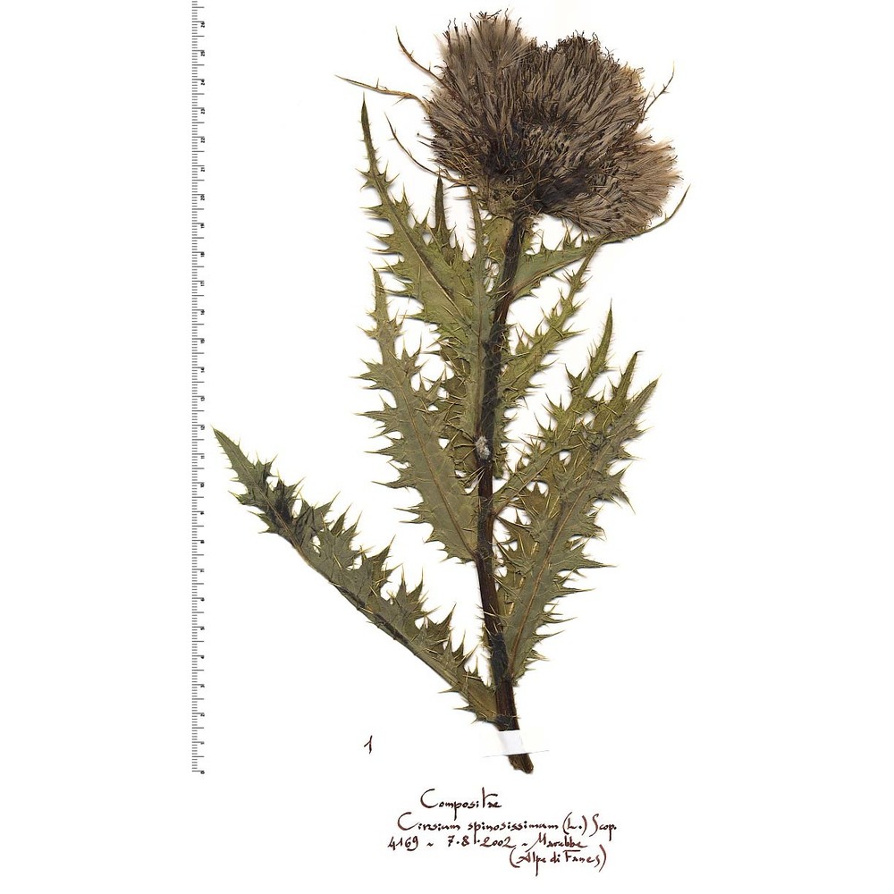 cirsium spinosissimum (l.) scop.