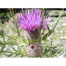 cirsium tenoreanum petr.