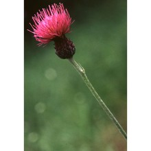 cirsium tuberosum (l.) all.