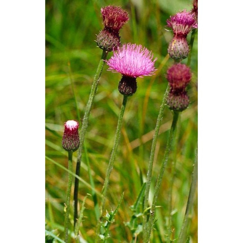 cirsium tuberosum (l.) all.