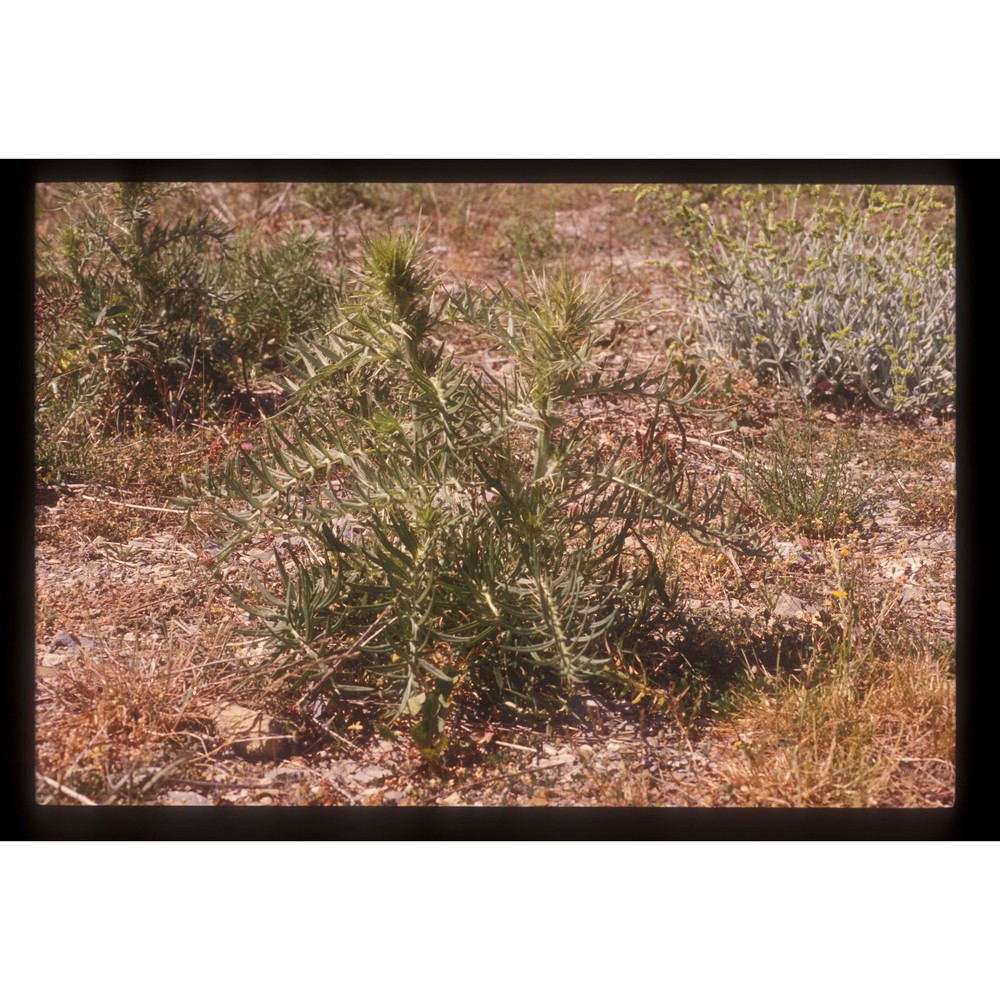 cirsium vallis-demonis lojac.