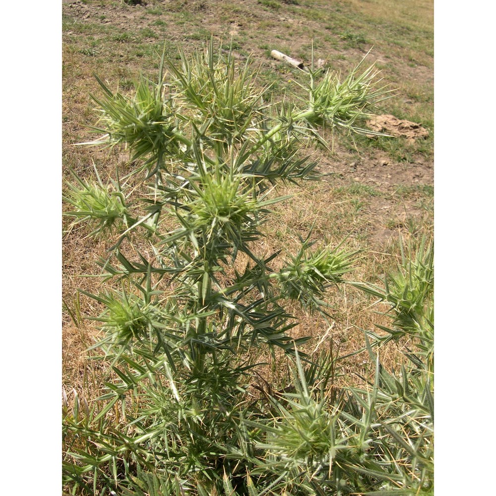 cirsium vallis-demonis lojac.