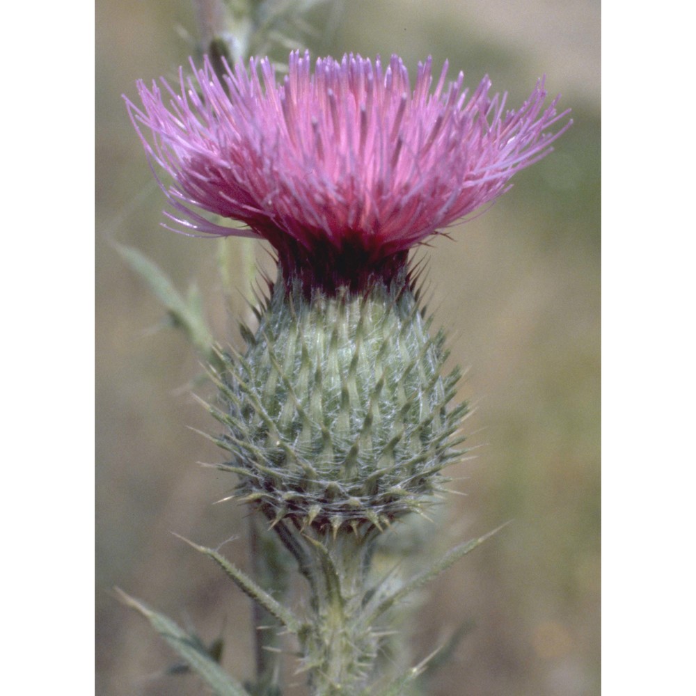 cirsium vulgare (savi) ten.