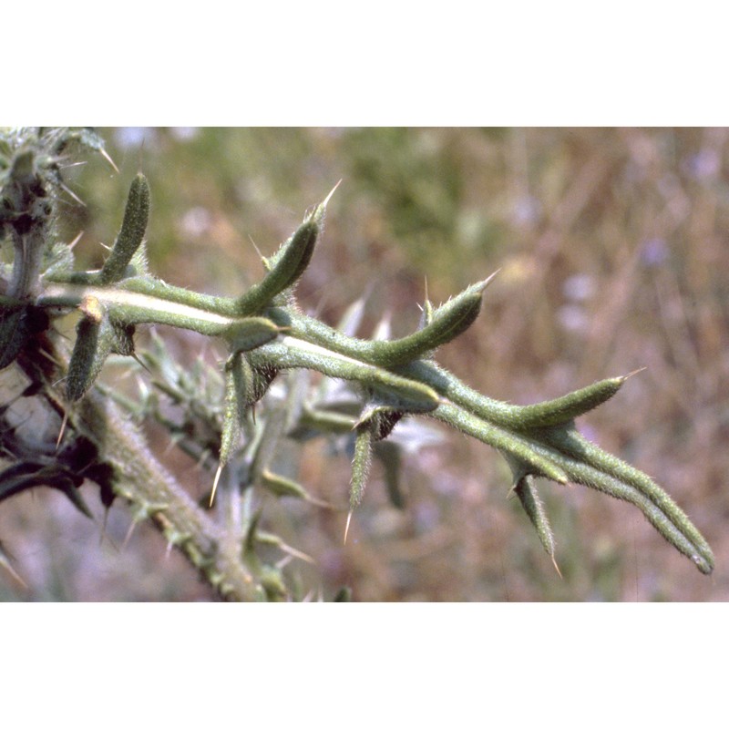 cirsium vulgare (savi) ten.