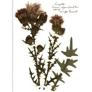 cirsium vulgare (savi) ten.