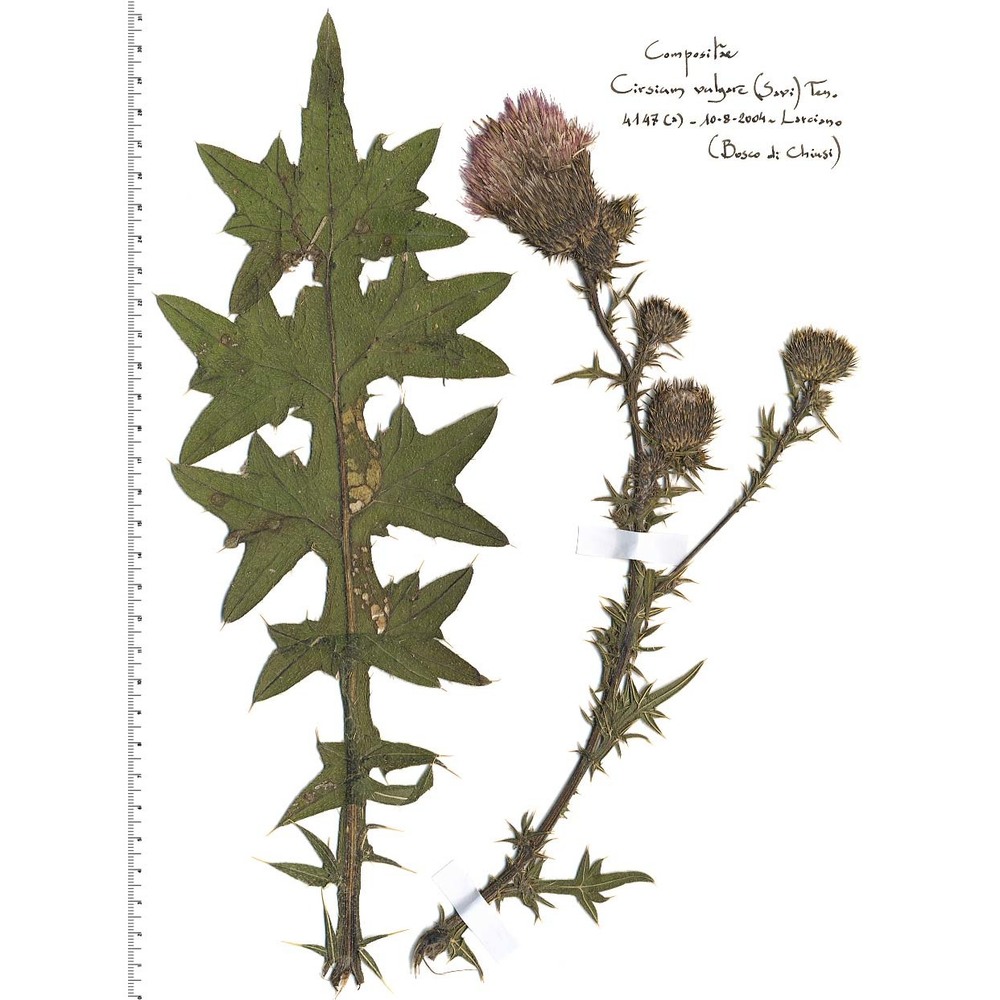 cirsium vulgare (savi) ten.