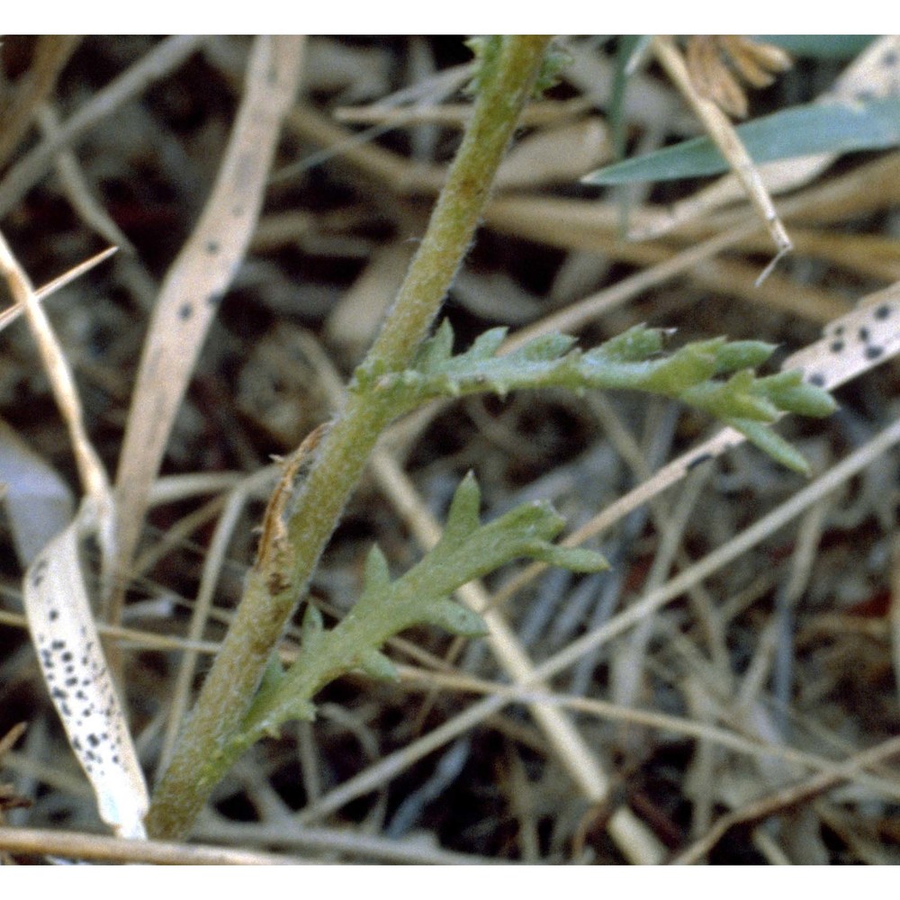 cladanthus mixtus (l.) chevall.