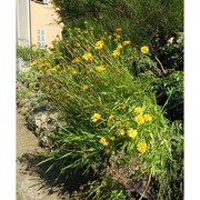 coreopsis lanceolata l.