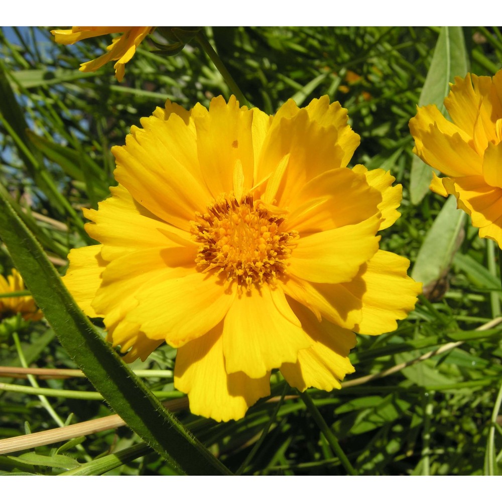 coreopsis lanceolata l.