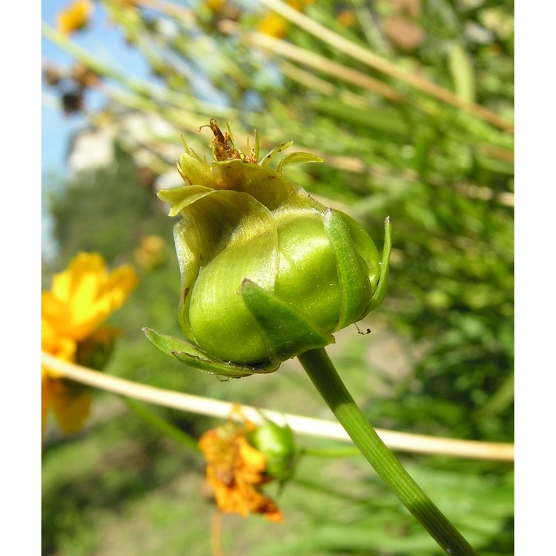 coreopsis lanceolata l.