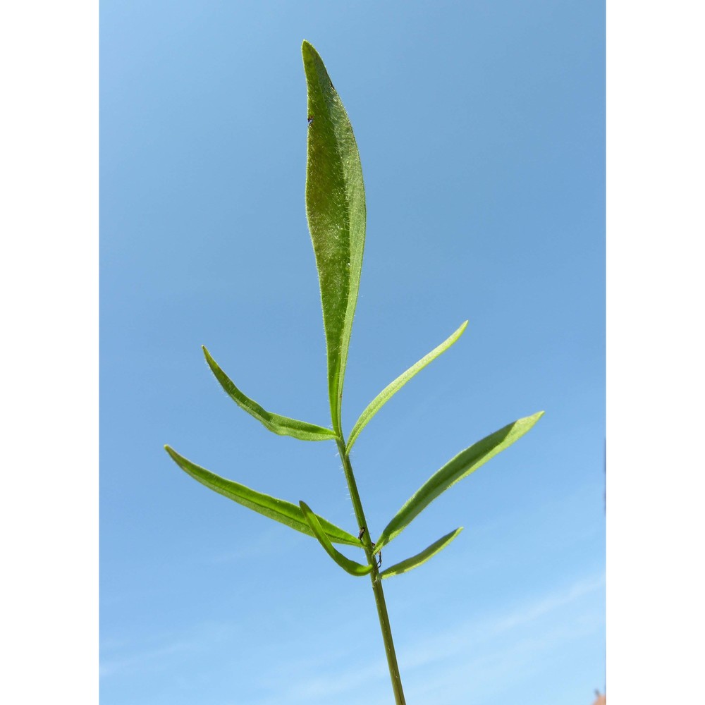 coreopsis lanceolata l.