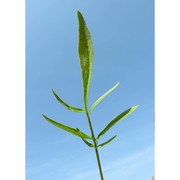 coreopsis lanceolata l.