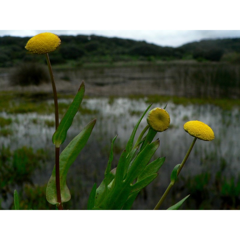 cotula coronopifolia l.