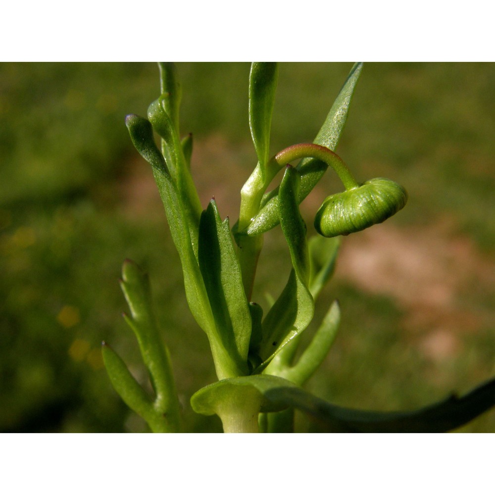 cotula coronopifolia l.