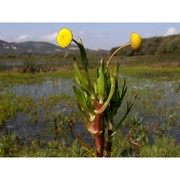 cotula coronopifolia l.