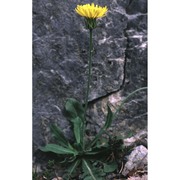 crepis albida vill. subsp. albida