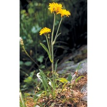 crepis alpestris (jacq.) tausch