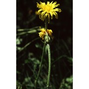 crepis alpestris (jacq.) tausch