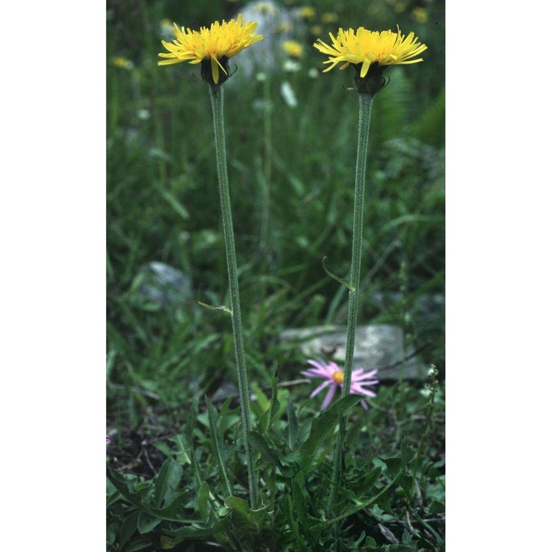 crepis alpestris (jacq.) tausch