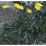 crepis alpestris (jacq.) tausch