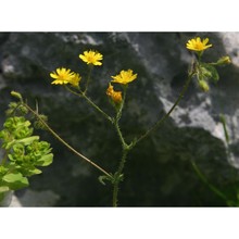 crepis apula (fiori) babc.