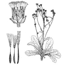 crepis aspromontana brullo, scelsi et spamp.