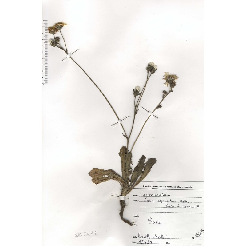 crepis aspromontana brullo, scelsi et spamp.