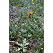 crepis aurea (l.) cass.