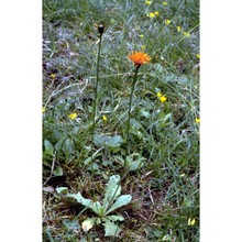 crepis aurea (l.) cass.