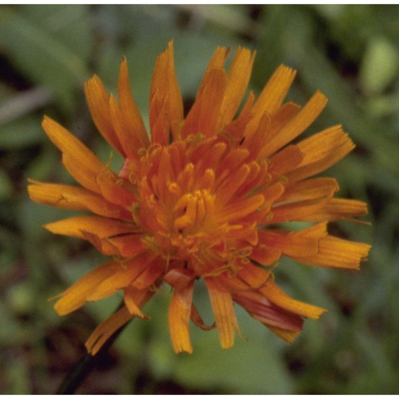 crepis aurea (l.) cass.