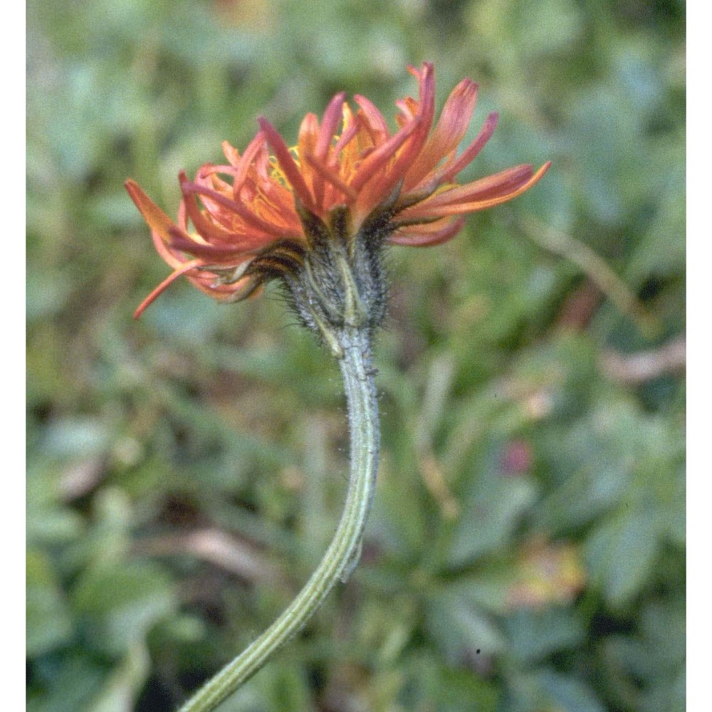 crepis aurea (l.) cass.