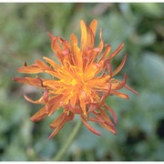 crepis aurea (l.) cass.