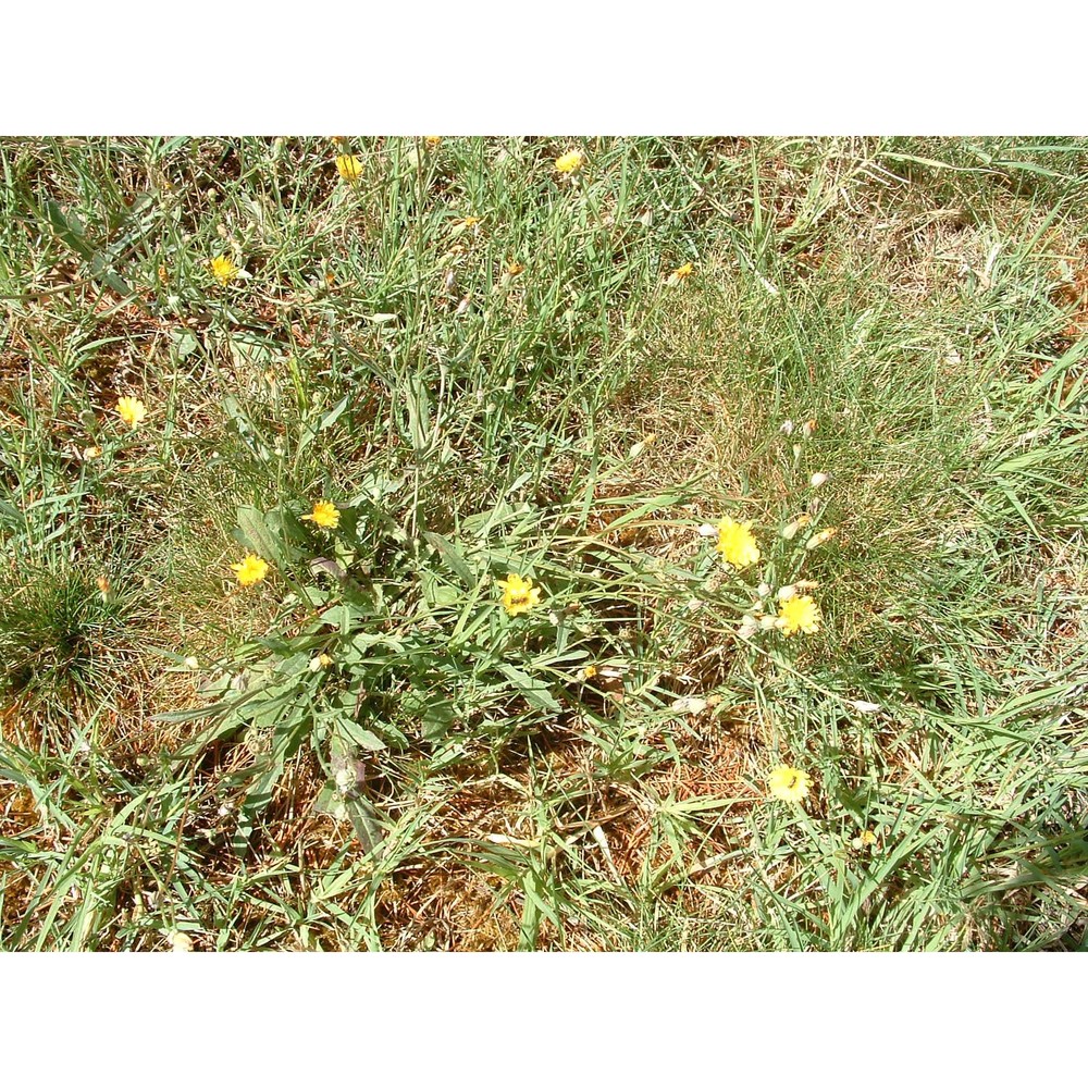 crepis bellidifolia loisel.