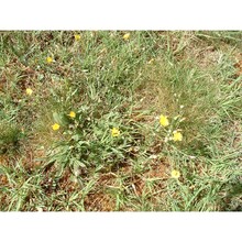 crepis bellidifolia loisel.