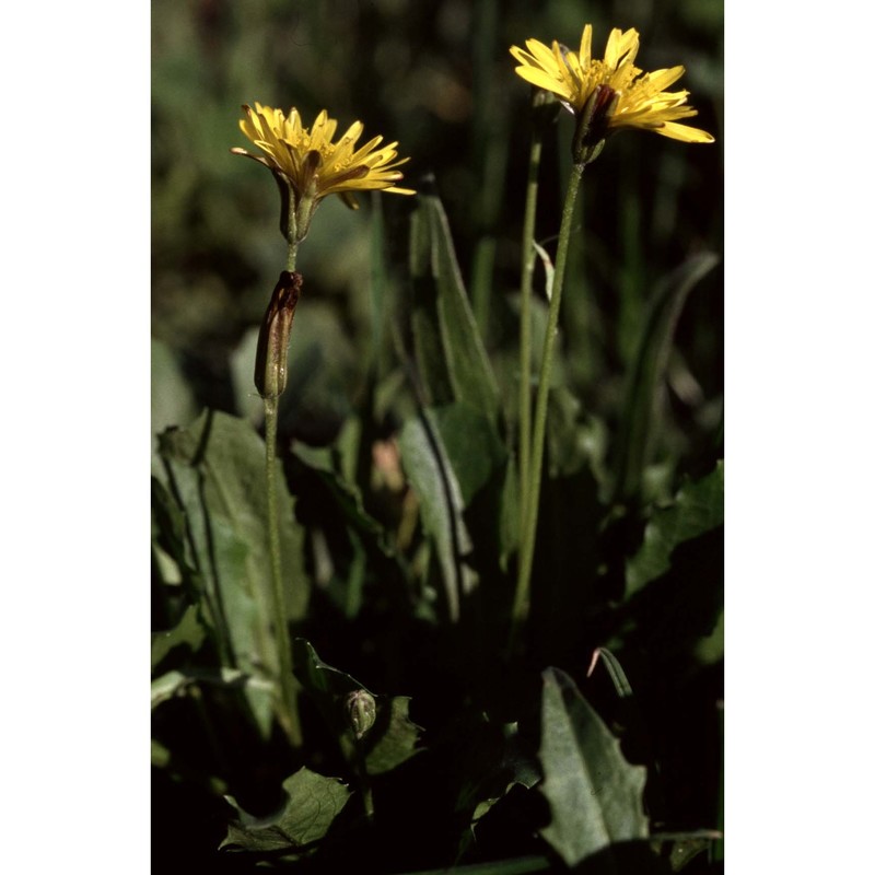 crepis bellidifolia loisel.