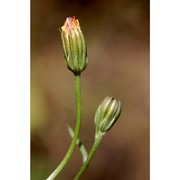 crepis bellidifolia loisel.