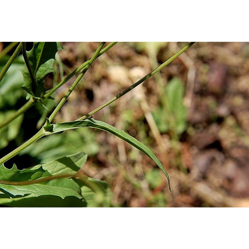 crepis bellidifolia loisel.