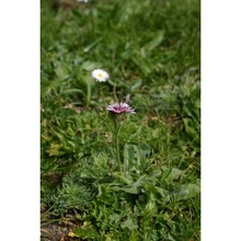 crepis bivoniana (rchb.) soldano et f. conti