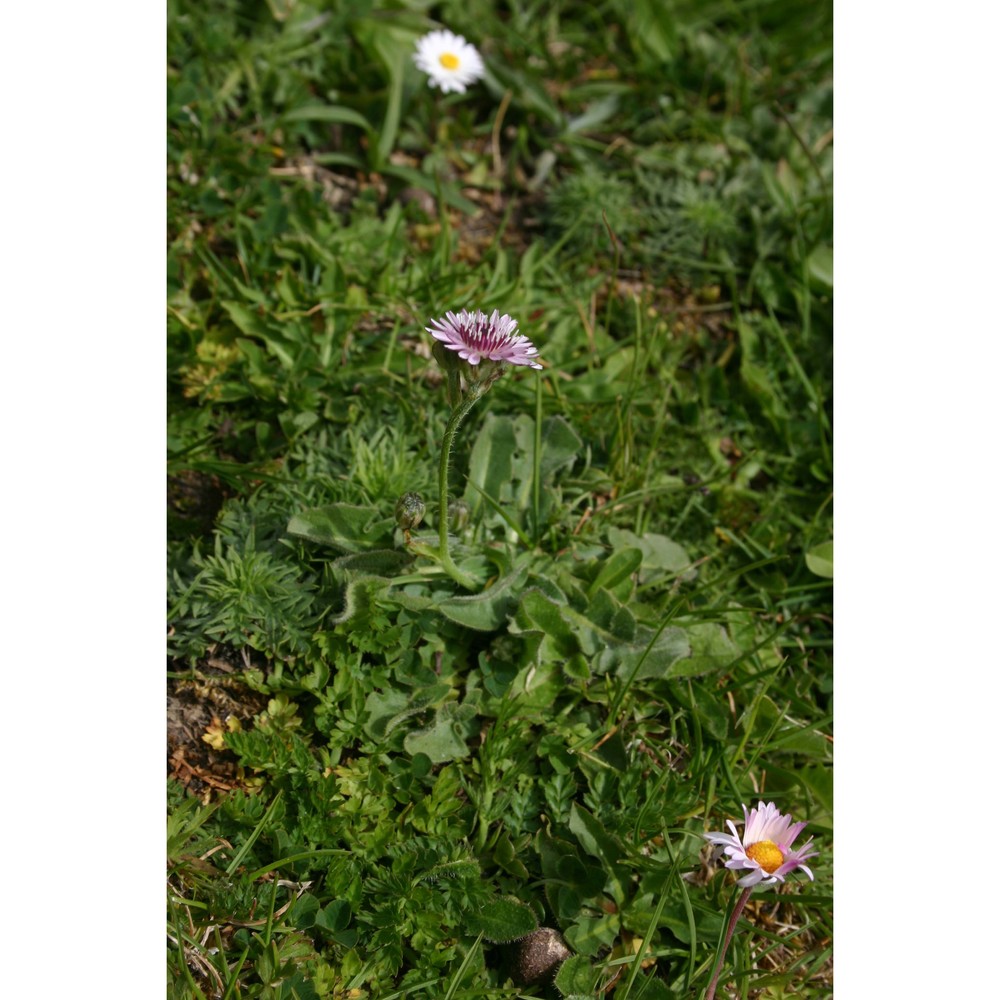 crepis bivoniana (rchb.) soldano et f. conti